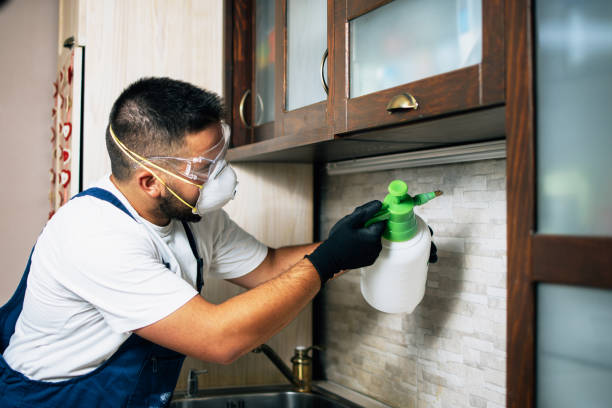 Best Wasp Removal Services  in Lucerne Valley, CA