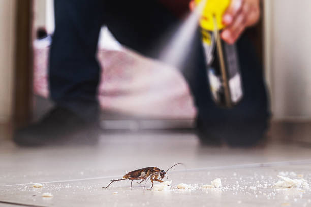 Best Local Pest Control Services  in Lucerne Valley, CA