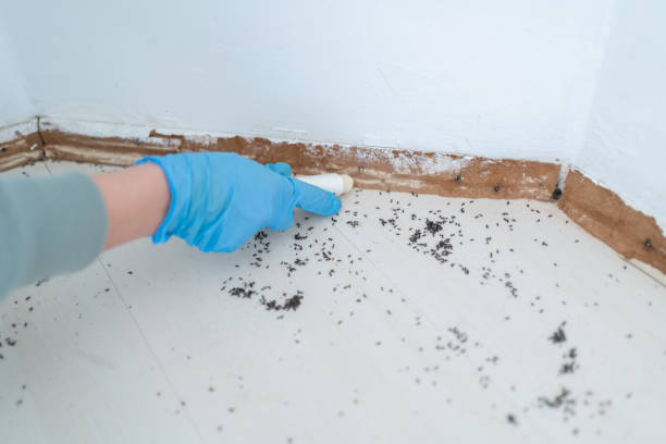 Best Commercial Pest Control Services  in Lucerne Valley, CA